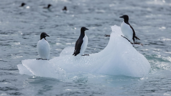 HDS08-24, Day 5, 4Q9A4888 © Katlyn Taylor - Oceanwide Expeditions.jpeg