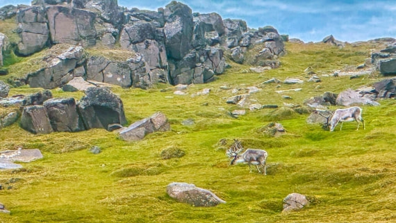 HDS08-24, Day 7, 03C9A80E-FFEE-49C6-B793-53119DB89641 © Unknown photographer - Oceanwide Expeditions.JPEG