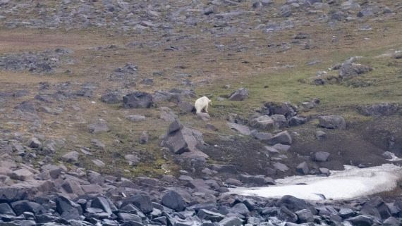 HDS08-24, Day 7, 4Q9A5053 © Katlyn Taylor - Oceanwide Expeditions.jpeg