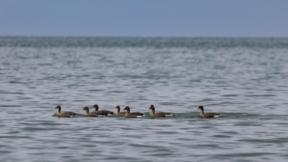 HDS08-24, Day 7, 4Q9A5102 © Katlyn Taylor - Oceanwide Expeditions.jpeg