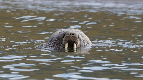 HDS08-24, Day 7, 4Q9A5112 © Katlyn Taylor - Oceanwide Expeditions.jpeg