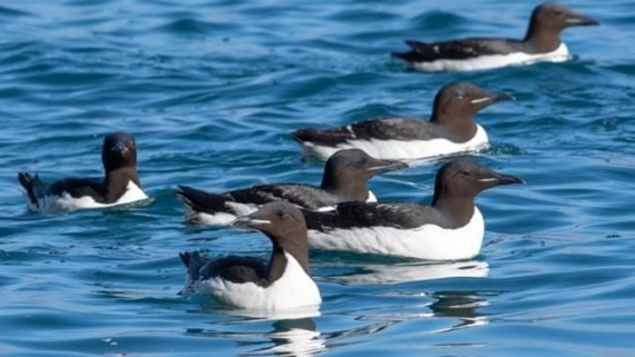 PLA08-24, Day 6, Picture13 © Unknown photographer - Oceanwide Expeditions.jpg