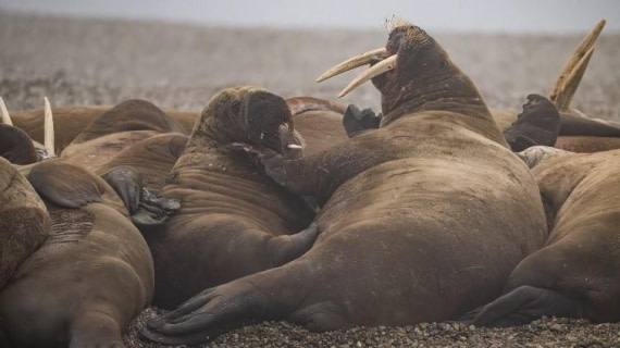 PLA08-24, Day 7, Picture15 © Unknown photographer - Oceanwide Expeditions.jpg