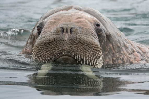 Walross aside our Zodiac at the coast of Edgeøya