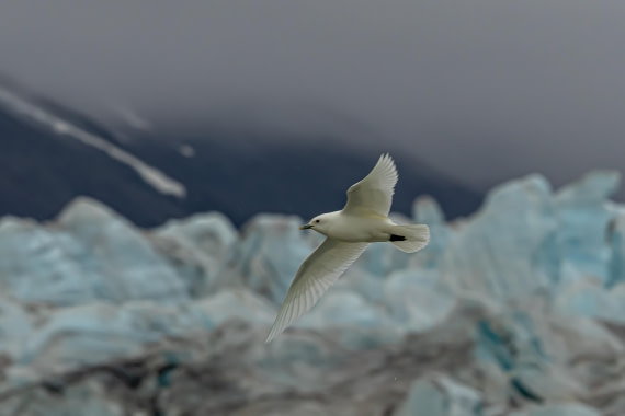 Ivory gull by Monaco glacier