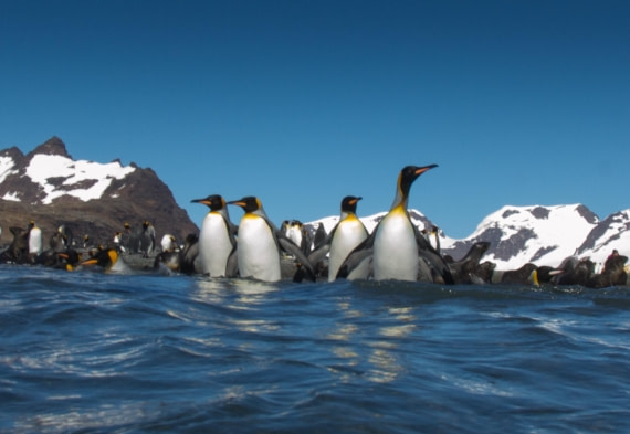 Scuba_Antarctica-2016_4 Kings from Water © Jim van Gogh - Oceanwide Expeditions.jpg