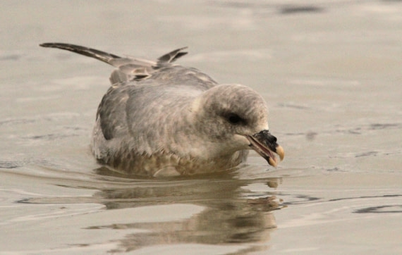 OTL08-24, Day 2, IMG_5837 © Simon Davies - Oceanwide Expeditions.JPG
