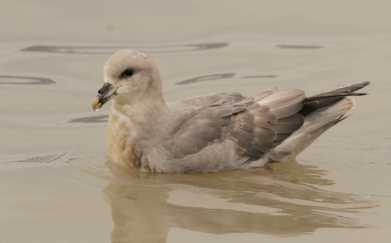 OTL08-24, Day 2, IMG_5891 © Simon Davies - Oceanwide Expeditions.JPG