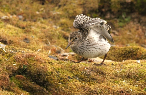OTL08-24, Day 2, IMG_6044 © Simon Davies - Oceanwide Expeditions.JPG