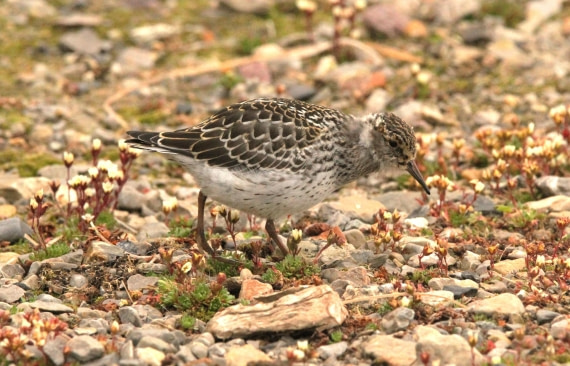 OTL08-24, Day 2, IMG_6134 © Simon Davies - Oceanwide Expeditions.JPG