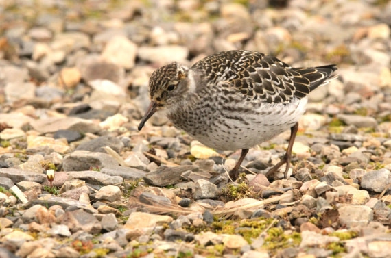OTL08-24, Day 2, IMG_6187 © Simon Davies - Oceanwide Expeditions.JPG