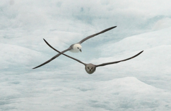 OTL08-24, Day 4, IMG_6246 © Simon Davies - Oceanwide Expeditions.JPG