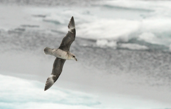 OTL08-24, Day 4, IMG_6249 © Simon Davies - Oceanwide Expeditions.JPG