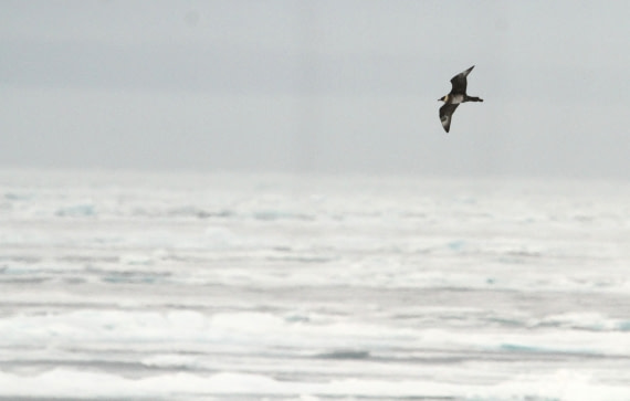 OTL08-24, Day 4, IMG_6419 © Simon Davies - Oceanwide Expeditions.JPG