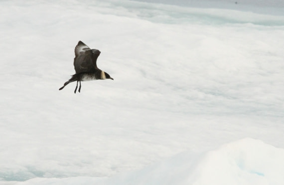 OTL08-24, Day 4, IMG_6475 © Simon Davies - Oceanwide Expeditions.JPG