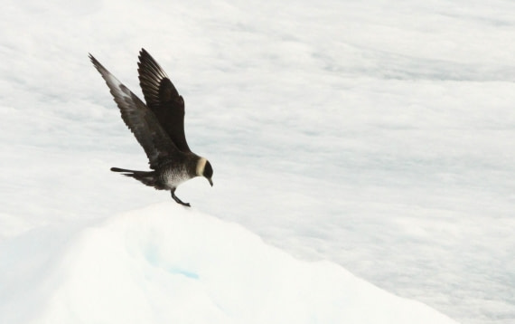 OTL08-24, Day 4, IMG_6484 © Simon Davies - Oceanwide Expeditions.JPG