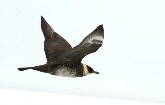 OTL08-24, Day 4, IMG_6551 © Simon Davies - Oceanwide Expeditions.JPG