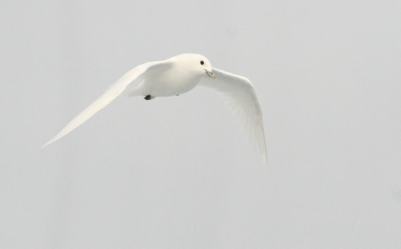 OTL08-24, Day 4, IMG_6641 © Simon Davies - Oceanwide Expeditions.JPG