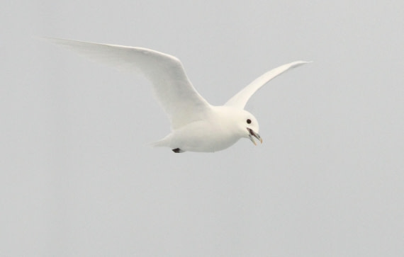 OTL08-24, Day 4, IMG_6642 © Simon Davies - Oceanwide Expeditions.JPG