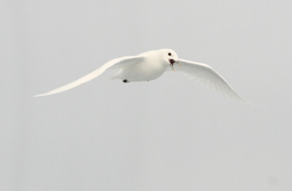 OTL08-24, Day 4, IMG_6643 © Simon Davies - Oceanwide Expeditions.JPG