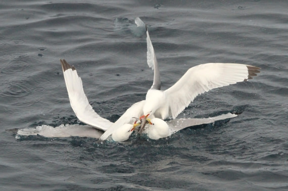OTL08-24, Day 4, IMG_6686 © Simon Davies - Oceanwide Expeditions.JPG