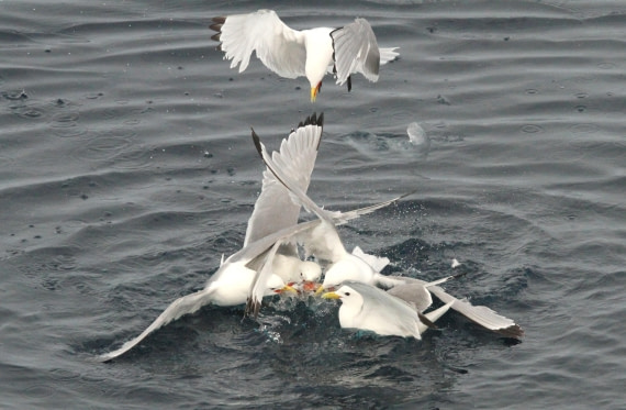 OTL08-24, Day 4, IMG_6696 © Simon Davies - Oceanwide Expeditions.JPG