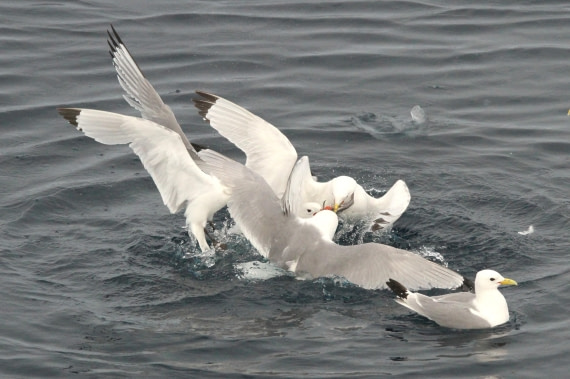 OTL08-24, Day 4, IMG_6700 © Simon Davies - Oceanwide Expeditions.JPG