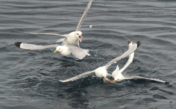 OTL08-24, Day 4, IMG_6707 © Simon Davies - Oceanwide Expeditions.JPG