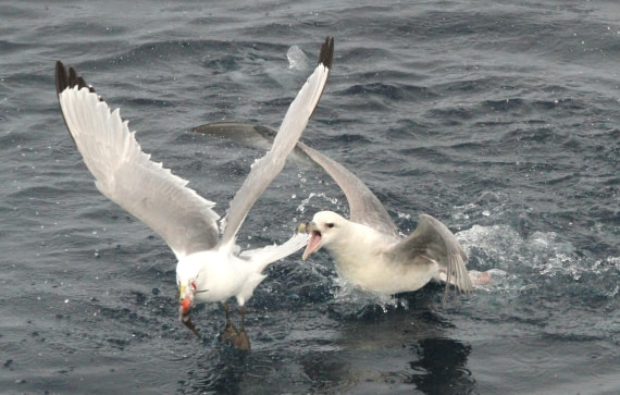 OTL08-24, Day 4, IMG_6709 © Simon Davies - Oceanwide Expeditions.JPG