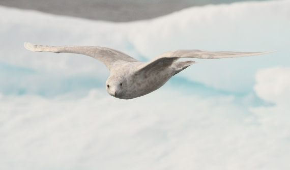 OTL08-24, Day 4, IMG_6715 © Simon Davies - Oceanwide Expeditions.JPG