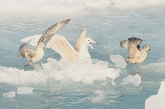 OTL08-24, Day 4, IMG_6951 © Simon Davies - Oceanwide Expeditions.JPG