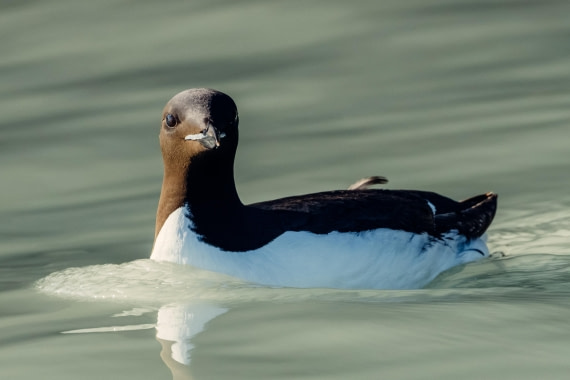 OTL08-24, Day 6,   2B5A2077 © Juan Martin Berenstein - Oceanwide Expeditions.jpg