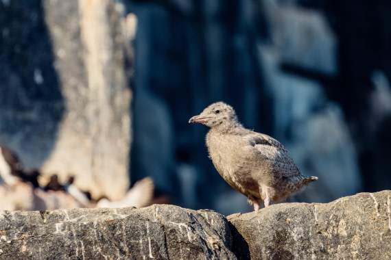 OTL08-24, Day 6,   2B5A2131 © Juan Martin Berenstein - Oceanwide Expeditions.jpg