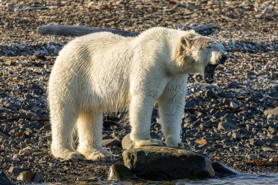 OTL08-24, Day 6,   2B5A2222 © Juan Martin Berenstein - Oceanwide Expeditions.jpg
