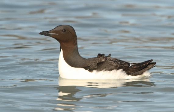 OTL08-24, Day 6, IMG_7131 © Simon Davies - Oceanwide Expeditions.JPG
