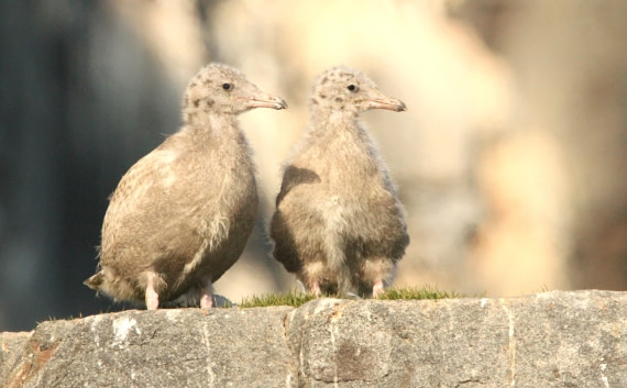 OTL08-24, Day 6, IMG_7187 © Simon Davies - Oceanwide Expeditions.JPG