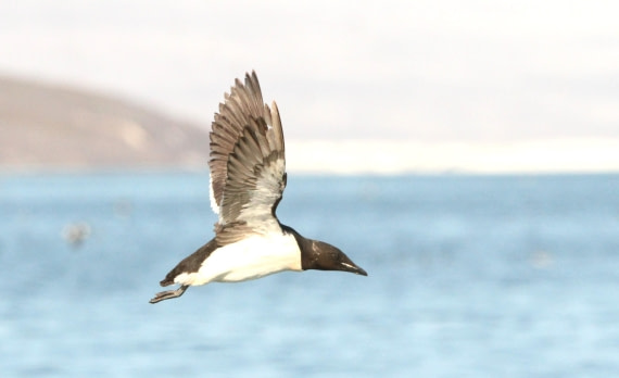 OTL08-24, Day 6, IMG_7237 © Simon Davies - Oceanwide Expeditions.JPG