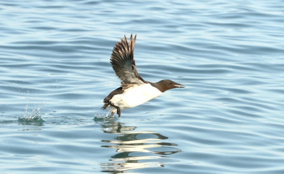 OTL08-24, Day 6, IMG_7271 © Simon Davies - Oceanwide Expeditions.JPG