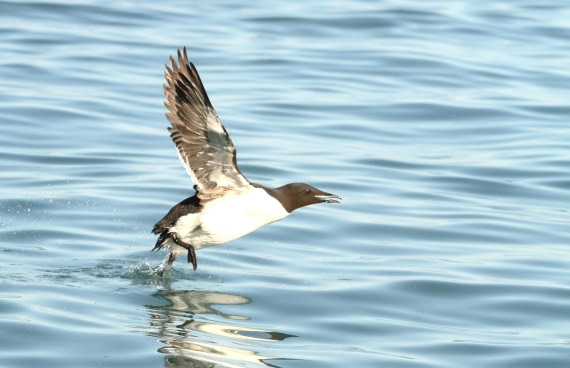 OTL08-24, Day 6, IMG_7273 © Simon Davies - Oceanwide Expeditions.JPG