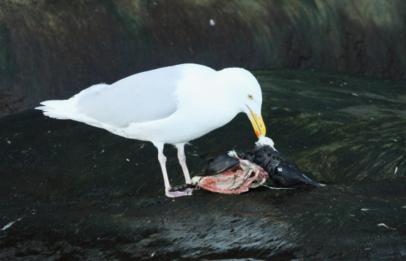 OTL08-24, Day 6, IMG_7295 © Simon Davies - Oceanwide Expeditions.JPG