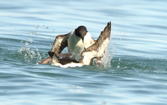 OTL08-24, Day 6, IMG_7304 © Simon Davies - Oceanwide Expeditions.JPG