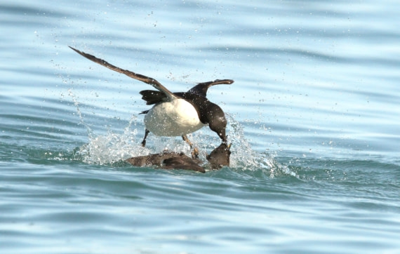 OTL08-24, Day 6, IMG_7305 © Simon Davies - Oceanwide Expeditions.JPG