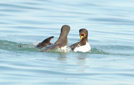 OTL08-24, Day 6, IMG_7324 © Simon Davies - Oceanwide Expeditions.JPG