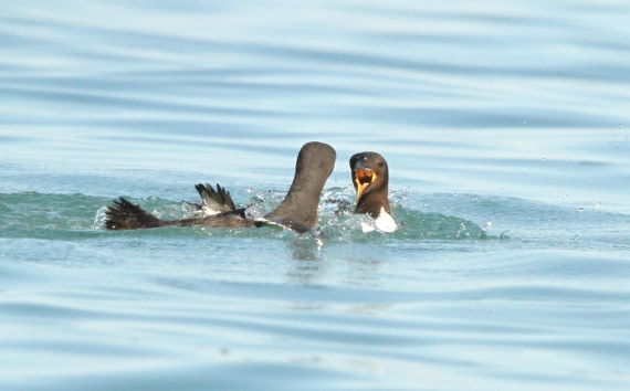 OTL08-24, Day 6, IMG_7325 © Simon Davies - Oceanwide Expeditions.JPG