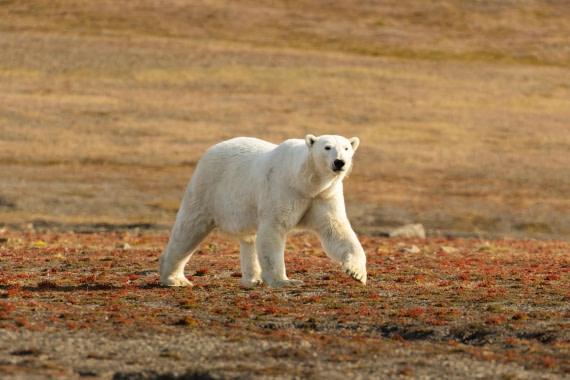 OTL08-24, Day 7,   2B5A2448 © Juan Martin Berenstein - Oceanwide Expeditions.jpg