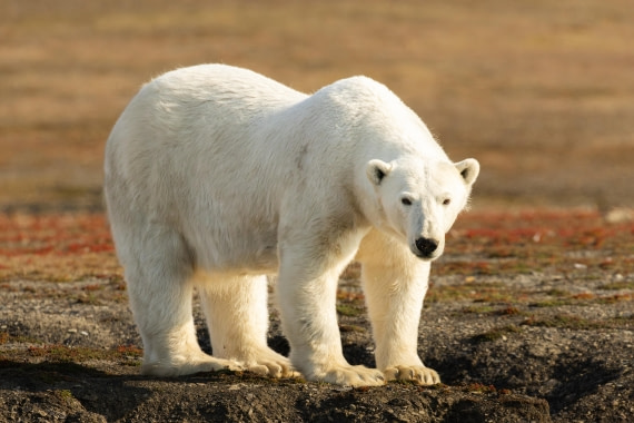 OTL08-24, Day 7,   2B5A2452 © Juan Martin Berenstein - Oceanwide Expeditions.jpg