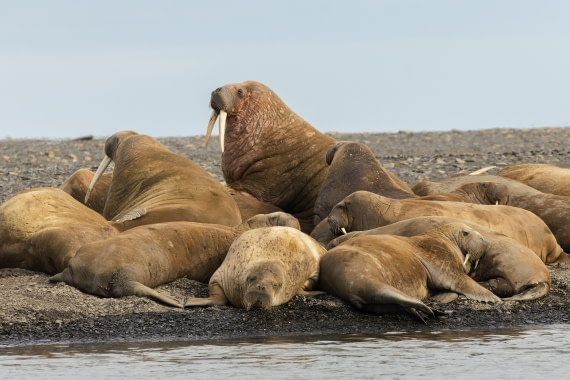 OTL08-24, Day 7,   2B5A2658 © Juan Martin Berenstein - Oceanwide Expeditions.jpg