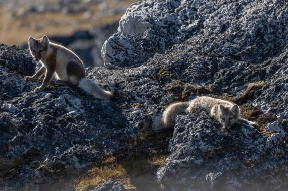 OTL08-24, Day 9, Picture2 © Unknown photographer - Oceanwide Expeditions.jpg