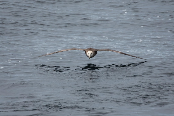 Skimming the Surface