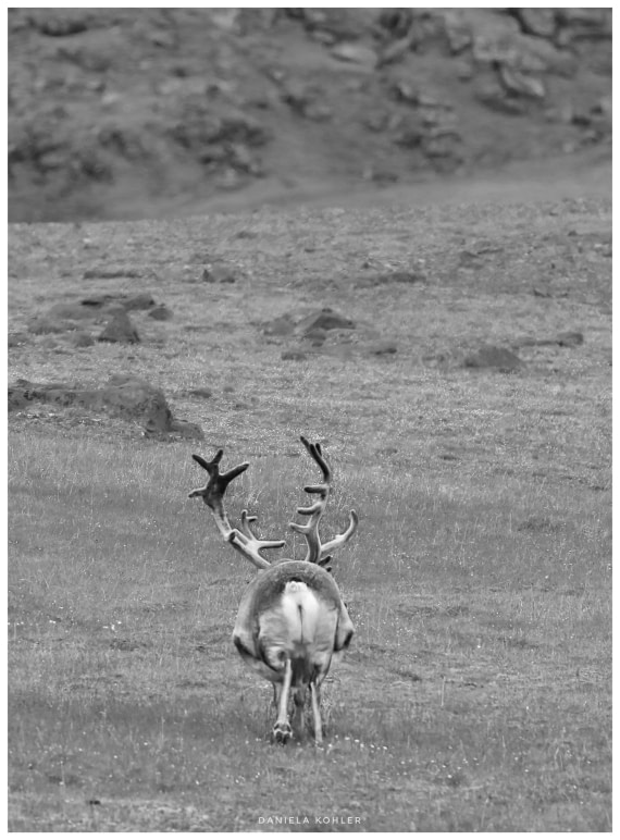 Reindeer - full for the ass